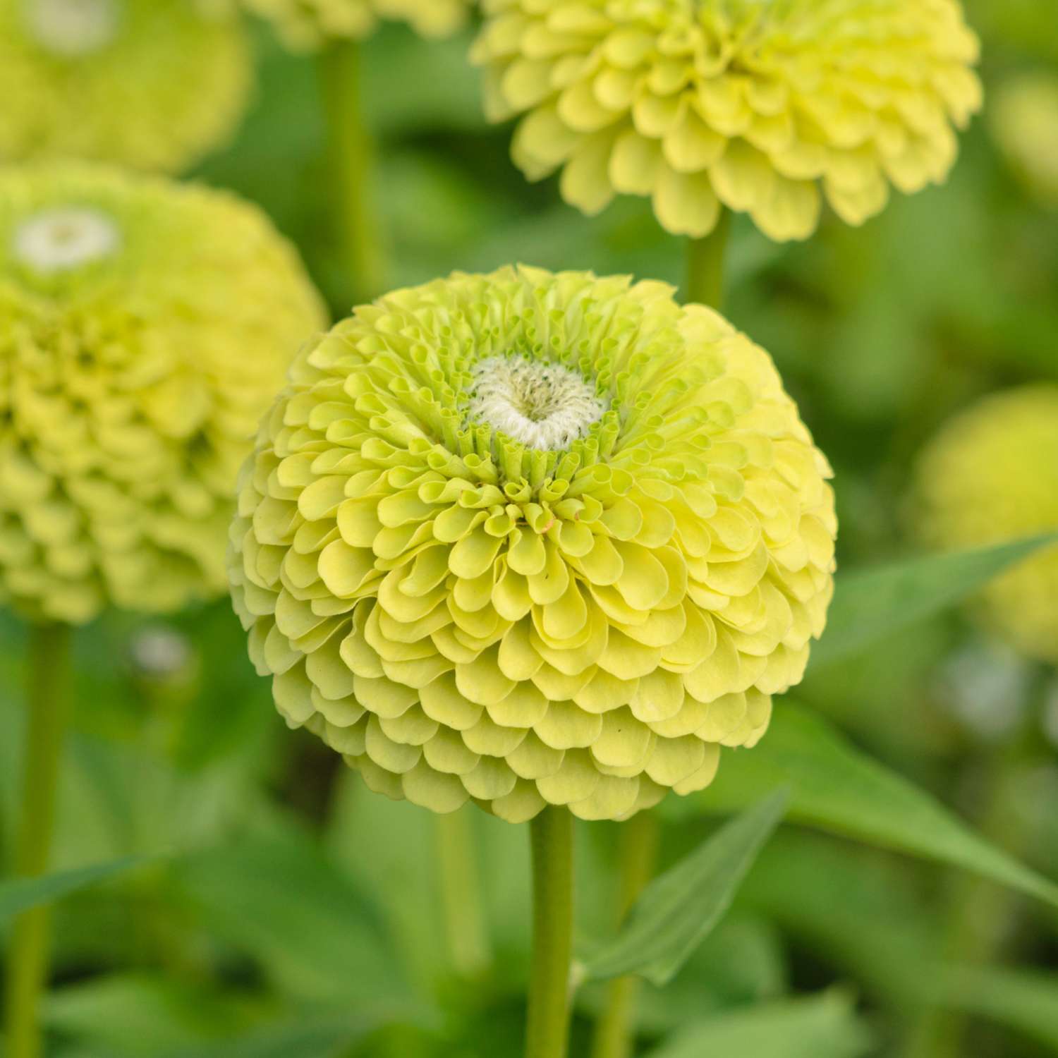 Zinnia 'Benarys Giant Lime' (graines)